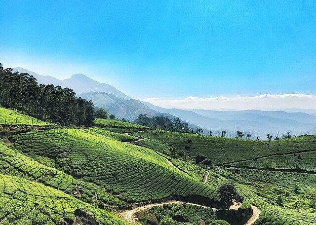 Munnar Tea Estate